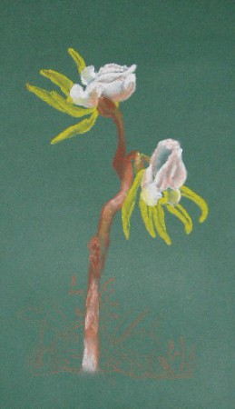 Bajuszvirág - Epipogium aphyllum (pasztell)